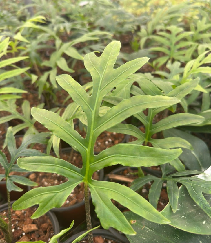 Alocasia Brancifolia