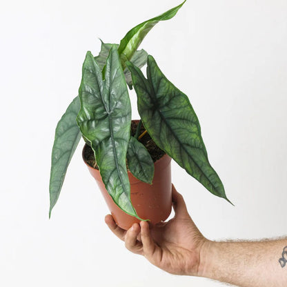 Alocasia Dragon´s Breath