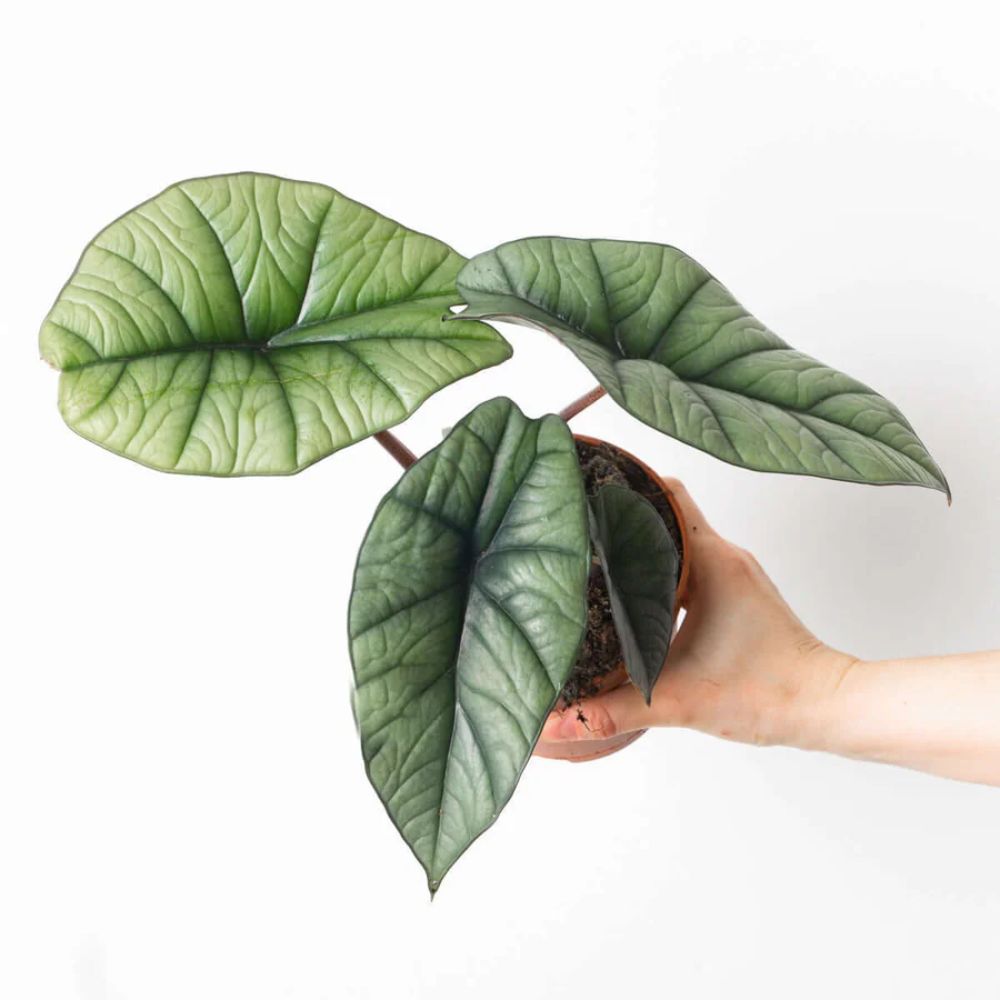 Alocasia Baginda Platinum