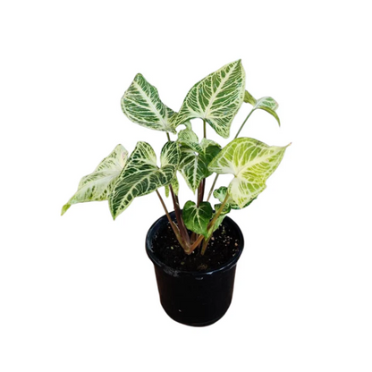 Syngonium Batik