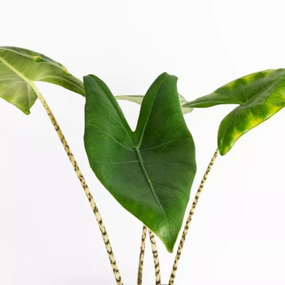 Alocasia Tigrina