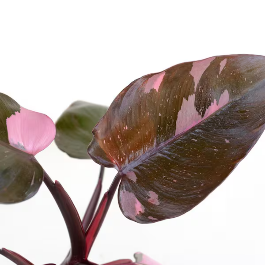 Philodendron Pink Princess