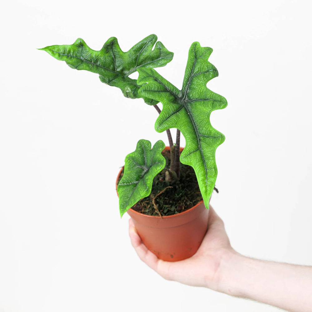 Alocasia Jacklyn