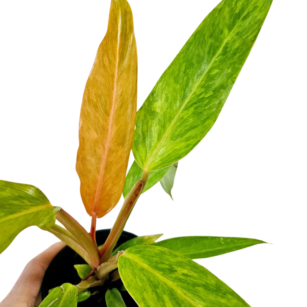 Philodendron Orange Marmalade