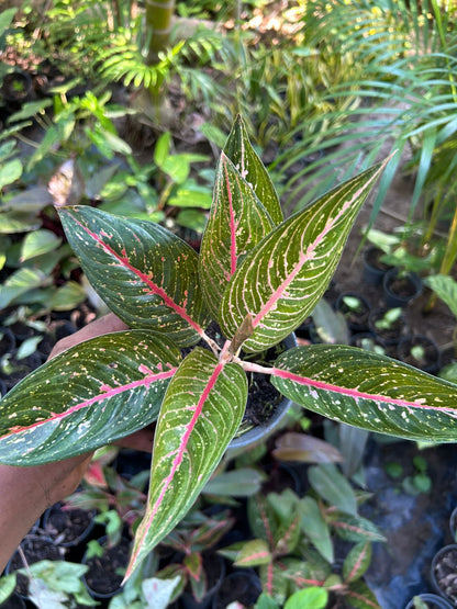 Aglaonema Legacy Green