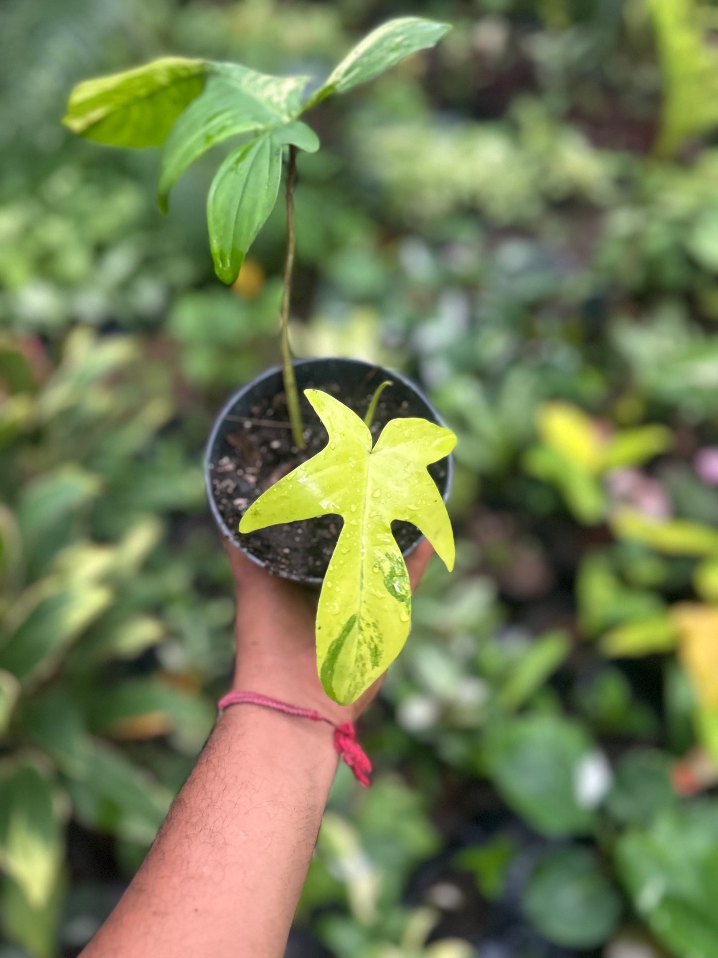 Philodendron Florida Beauty