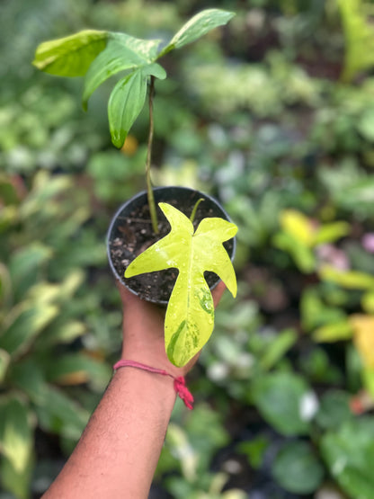 Philodendron Florida Beauty