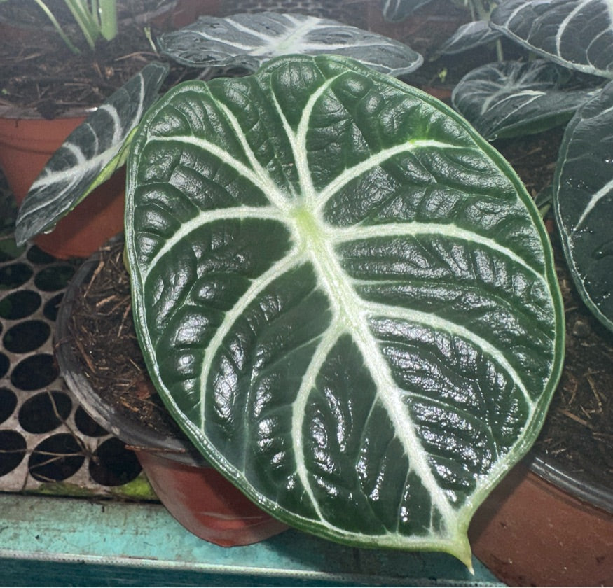Alocasia Ninja
