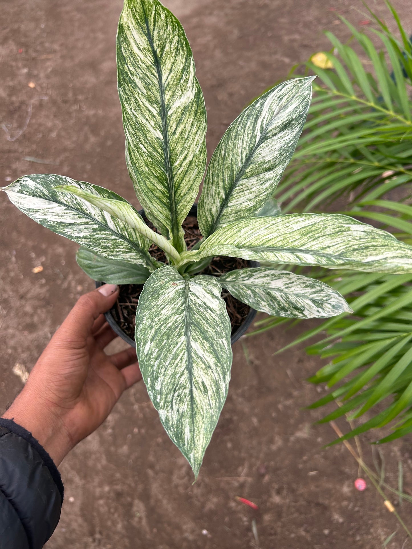 Spathiphyllum Sensation Variegated