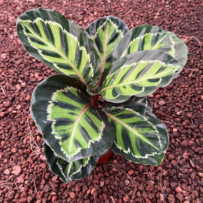 Calathea Illustris