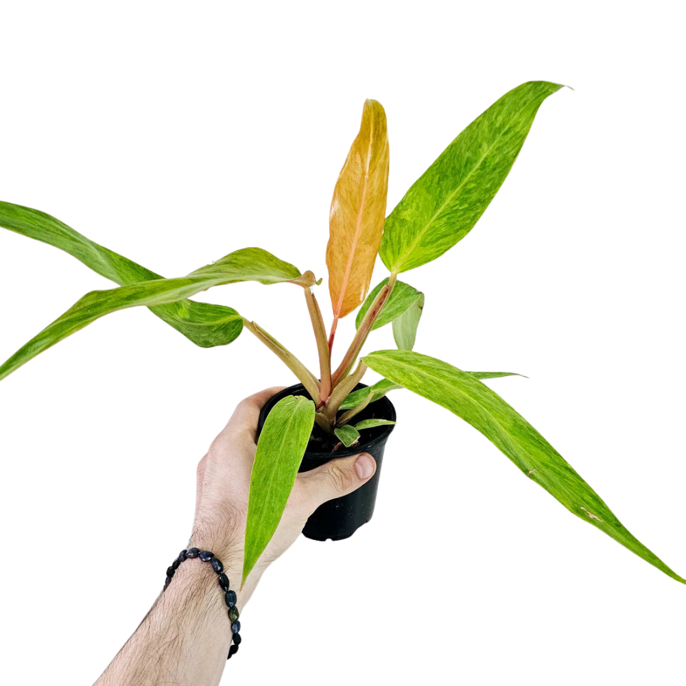 Philodendron Orange Marmalade