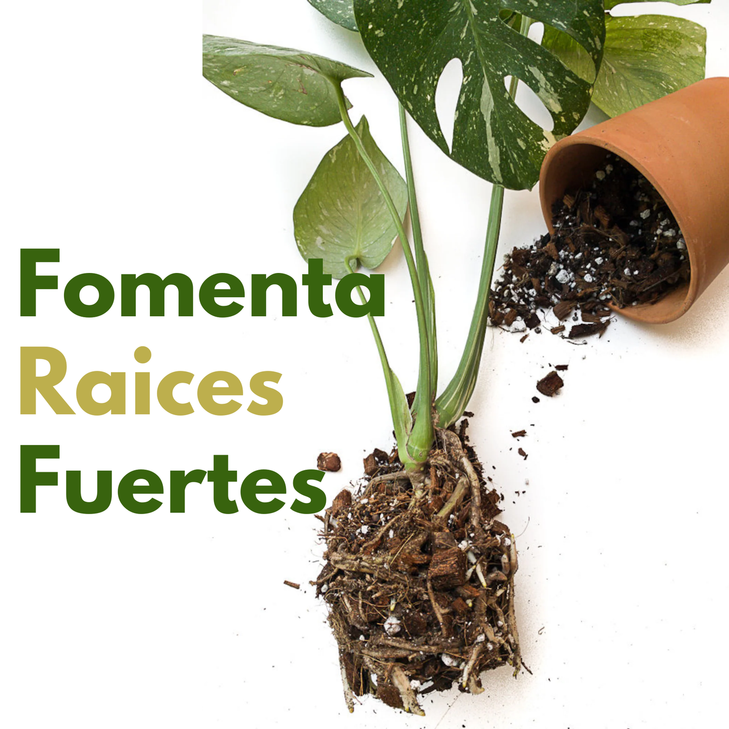 Aroid Mix | Sustrato Especializado para Plantas Aroides