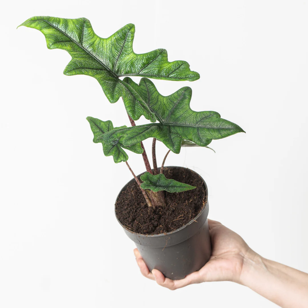 Alocasia Jacklyn