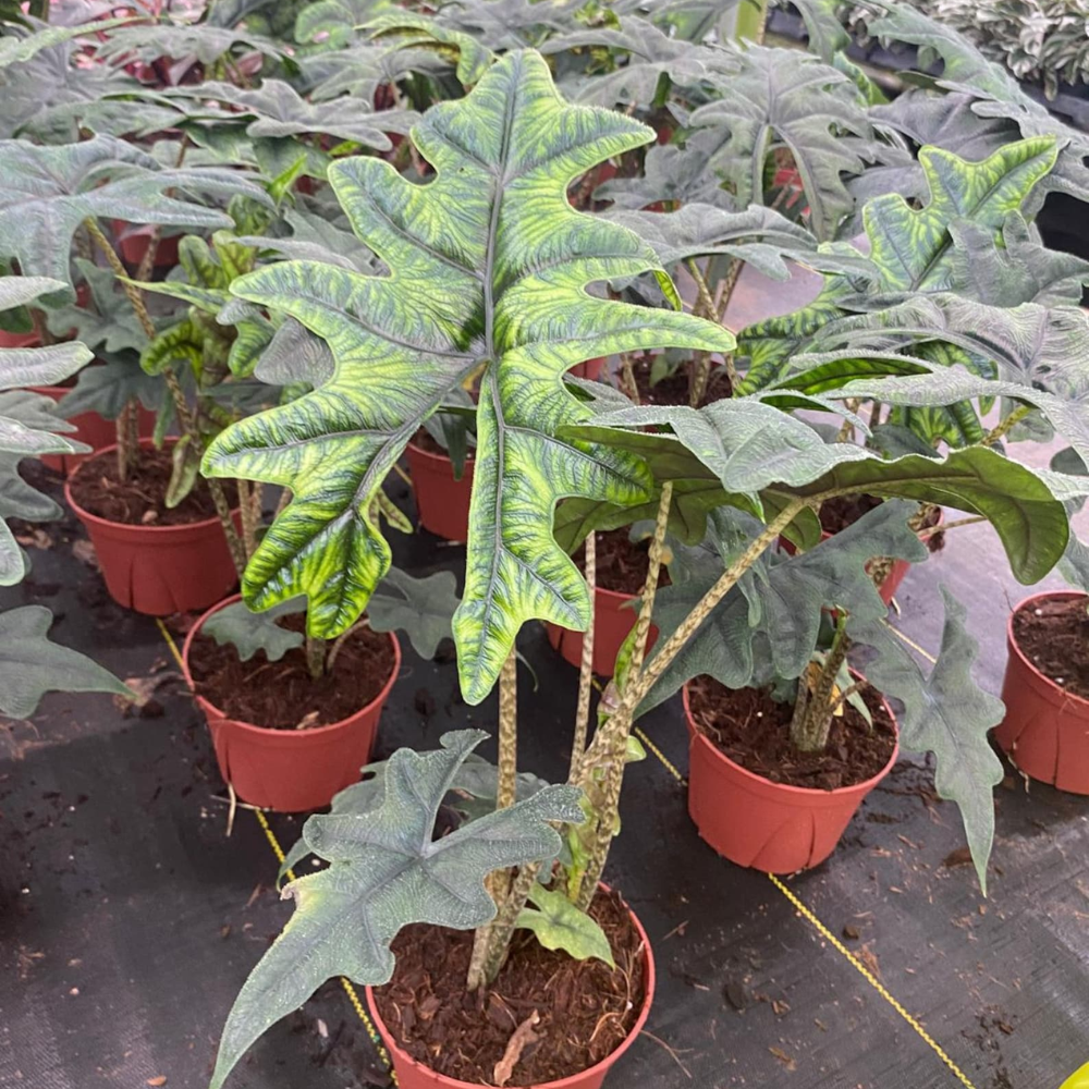 Alocasia Jacklyn