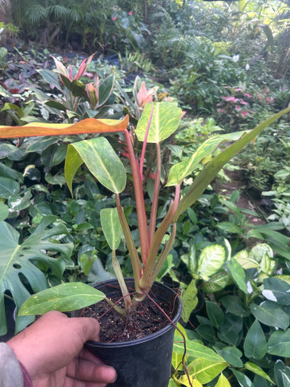 Philodendron Orange Marmalade