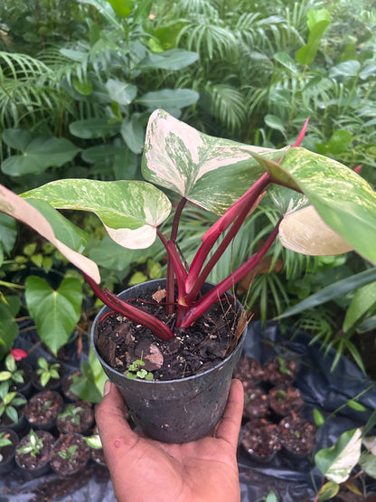 Philodendron Strawberry Shake