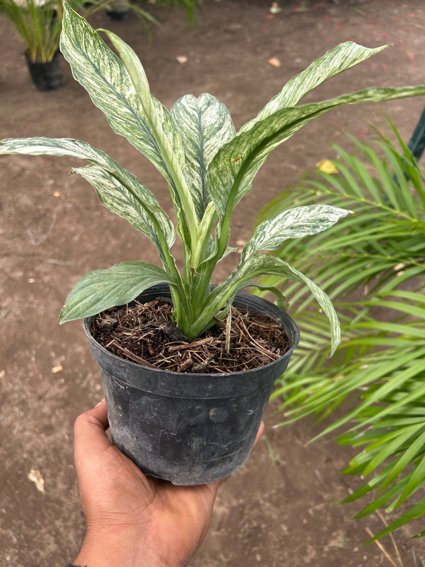 Spathiphyllum Sensation Variegated