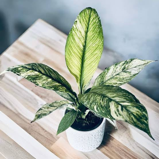 Spathiphyllum Sensation Variegated