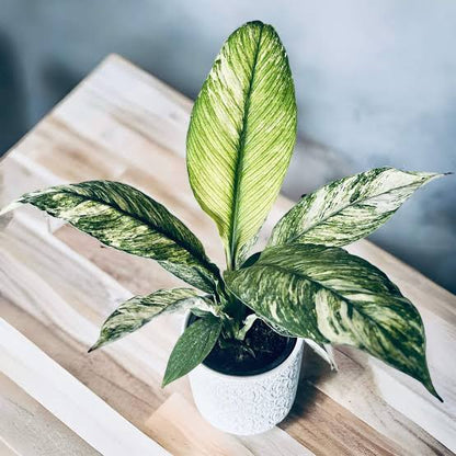 Spathiphyllum Sensation Variegated