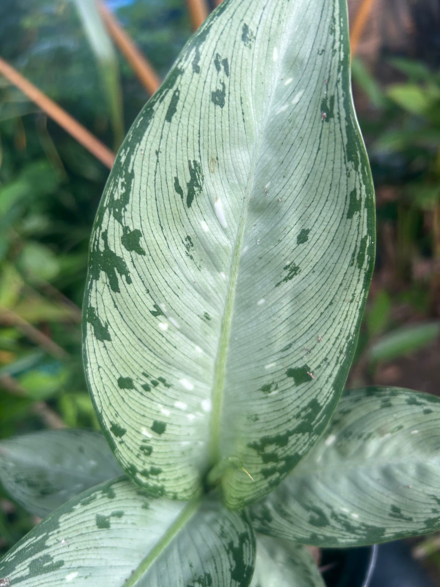 Dieffenbachia “Tiki”