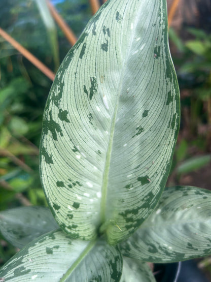 Dieffenbachia “Tiki”