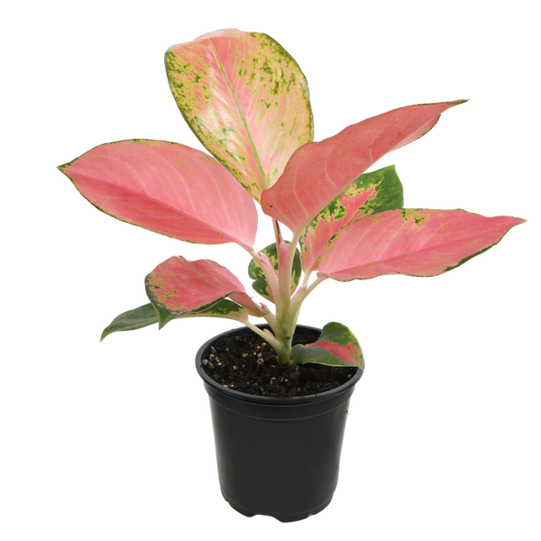 Aglaonema Red Fountain