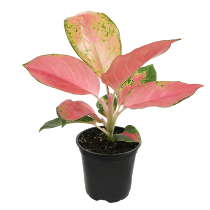 Aglaonema Red Fountain