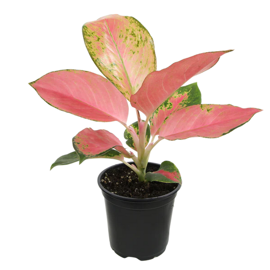 Aglaonema Red Fountain