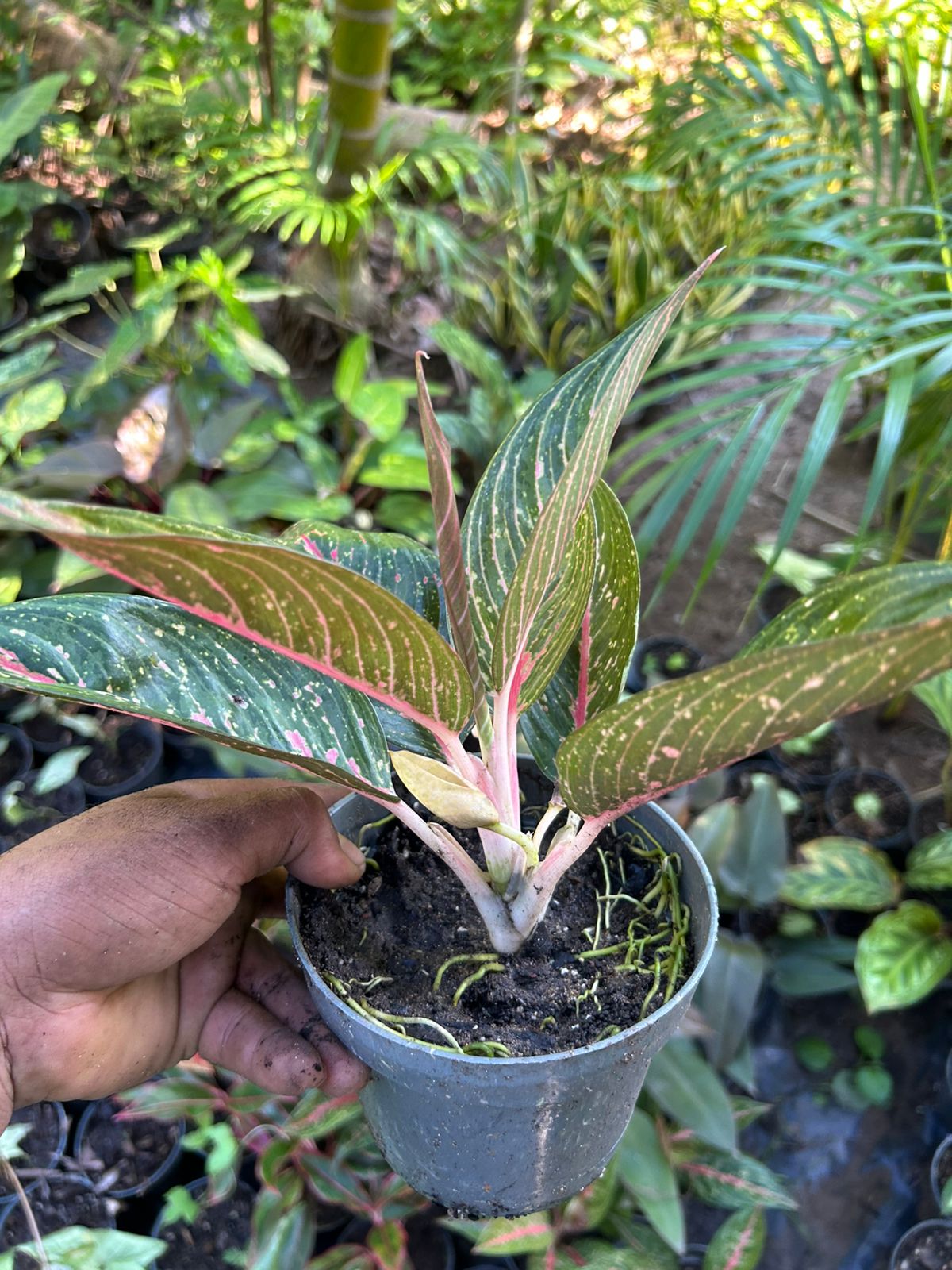 Aglaonema Legacy Green