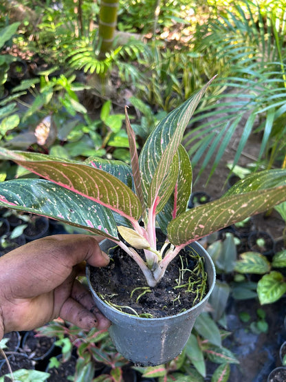 Aglaonema Legacy Green