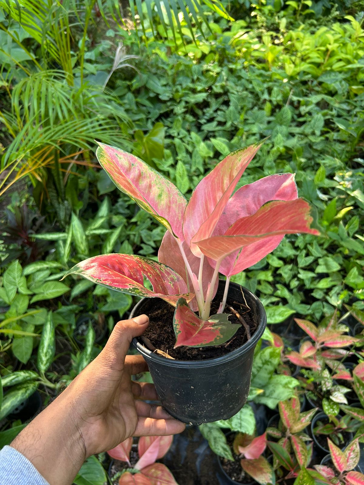 Aglaonema Red Fountain
