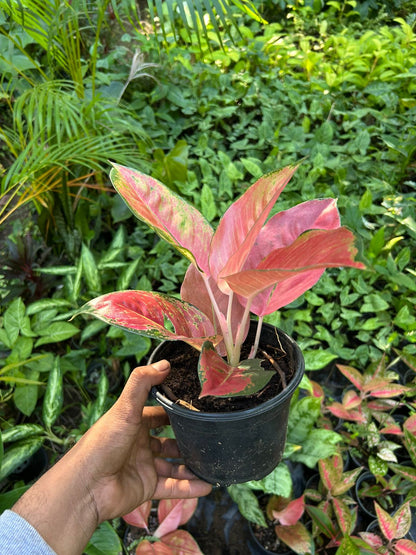 Aglaonema Red Fountain