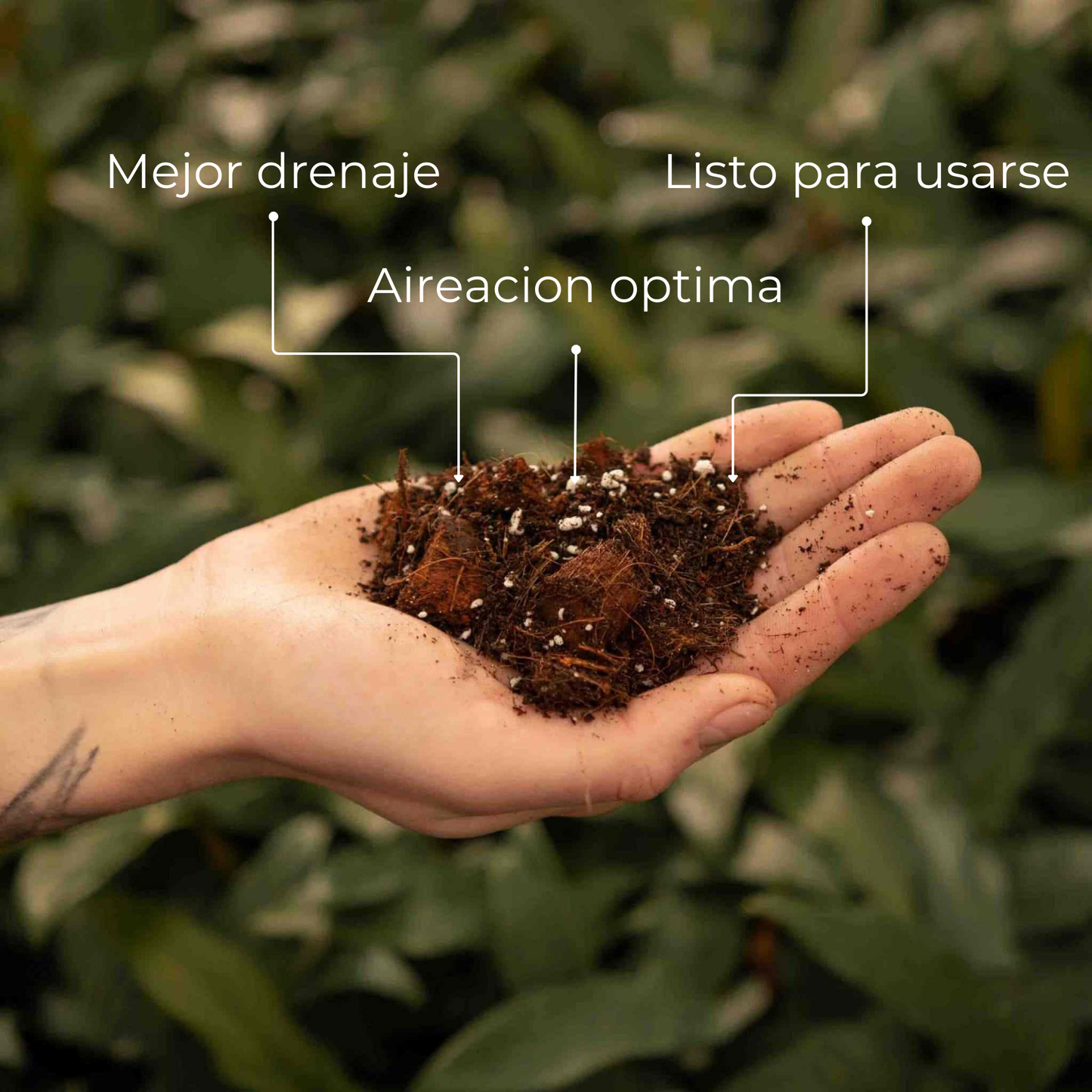 Aroid Mix | Sustrato Especializado para Plantas Aroides