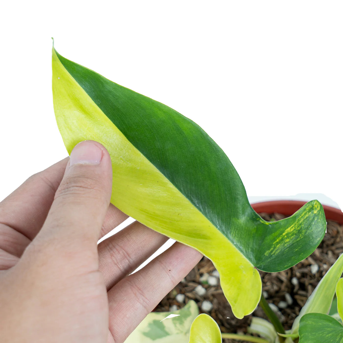 Philodendron Florida Beauty