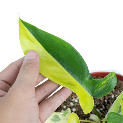 Philodendron Florida Beauty