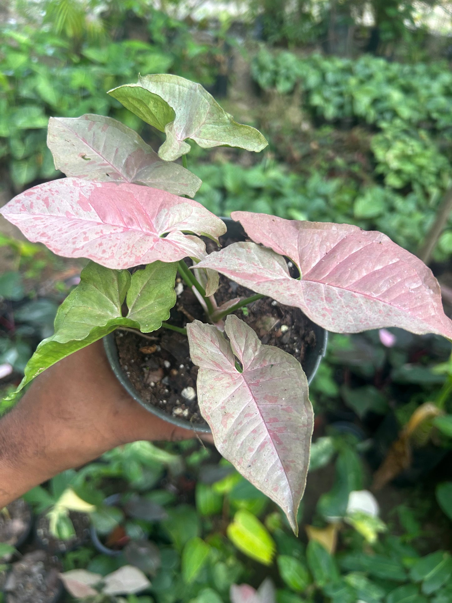 Syngonium Pink Spot