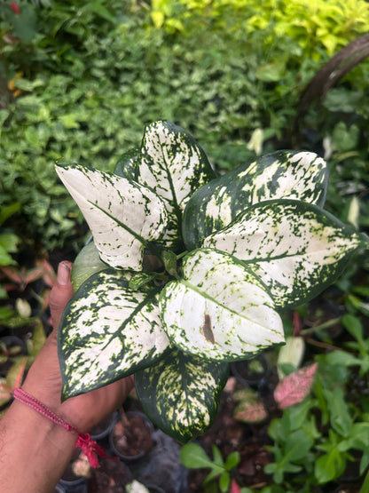 Aglaonema Súper White