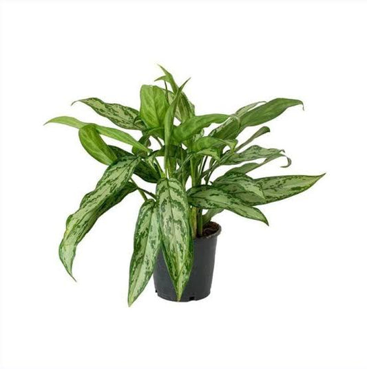 Aglaonema Silver Queen