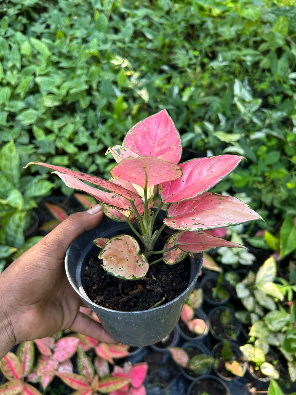 Aglaonema Pink Cherry