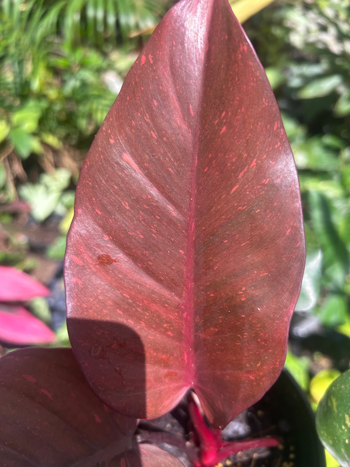 Philodendron Orange Princess