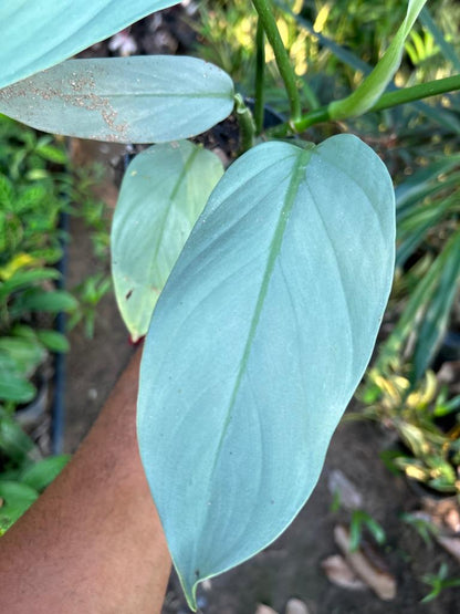 Philodendron Silver Sword