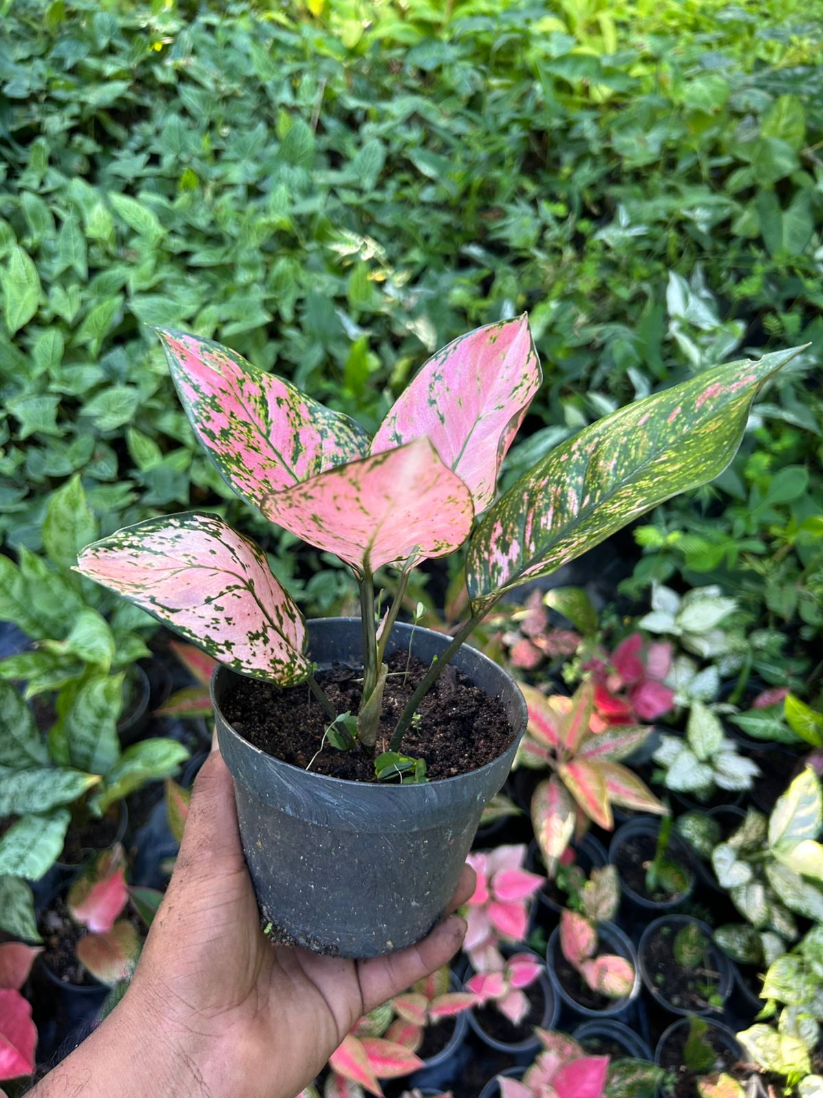 Aglaonema Auspicioso