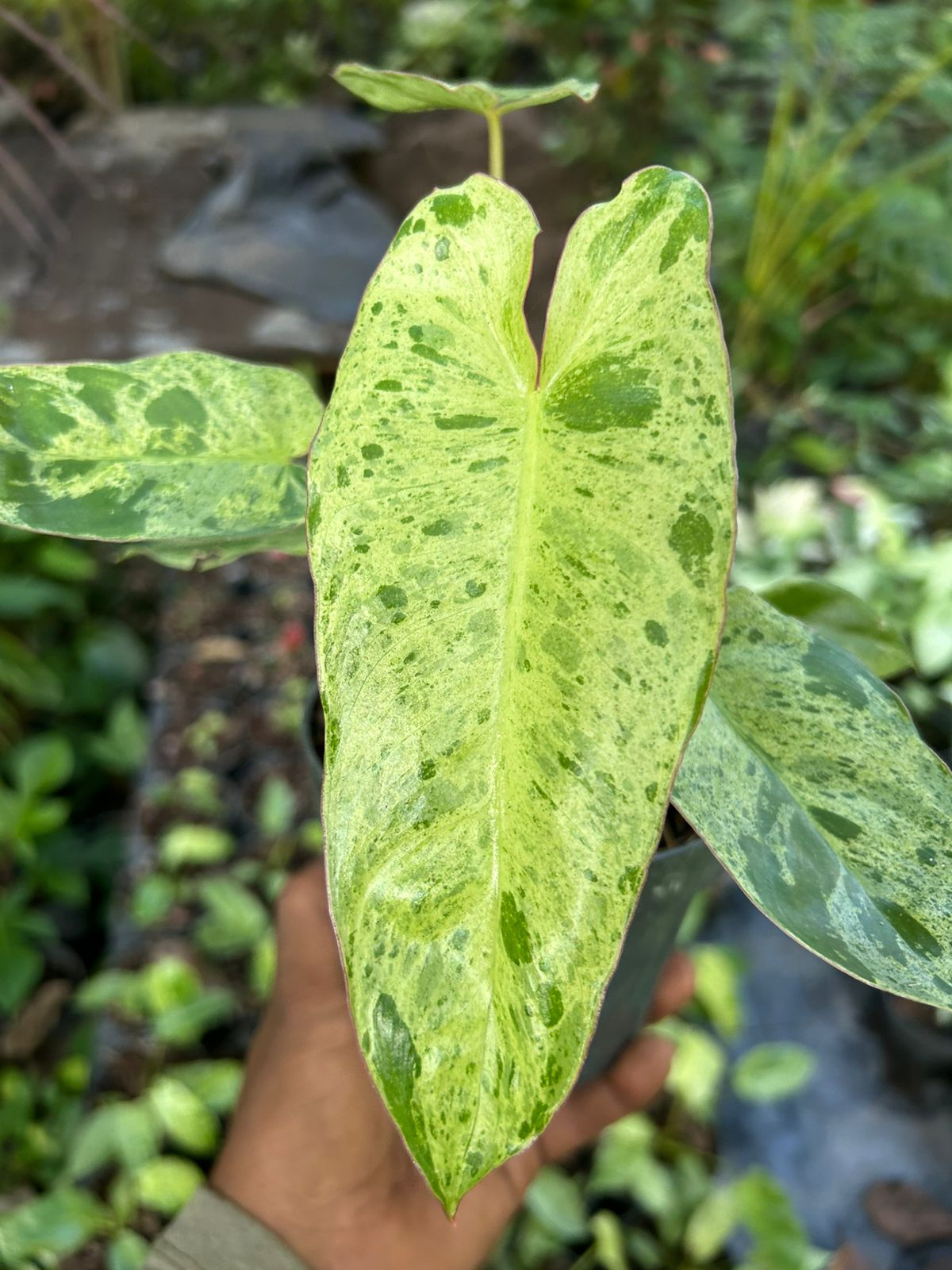 Philodendron Paraiso Verde