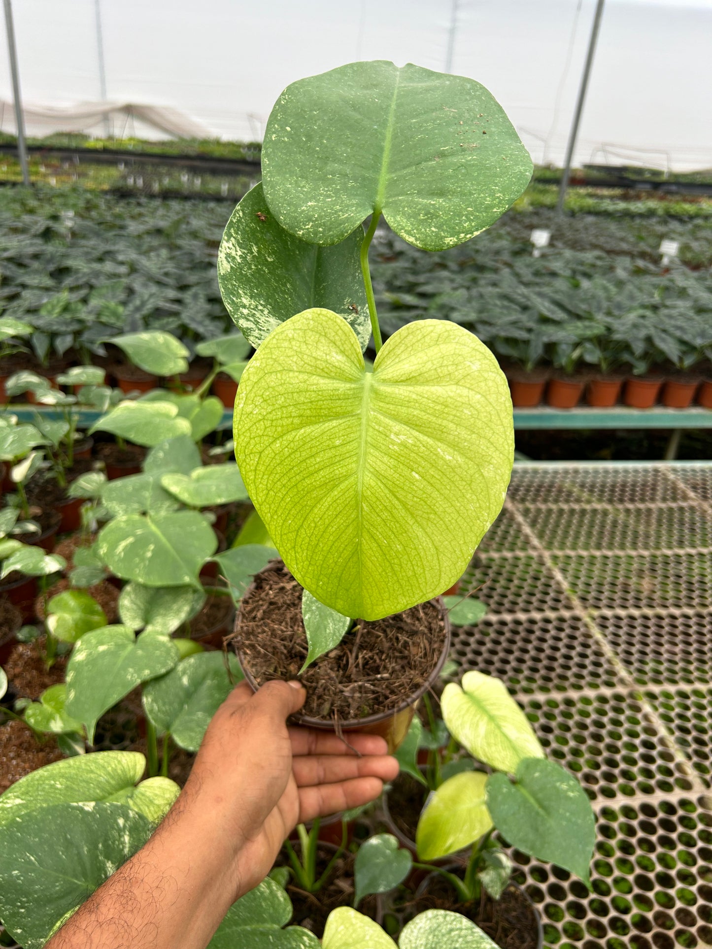 Monstera Deliciosa Mint