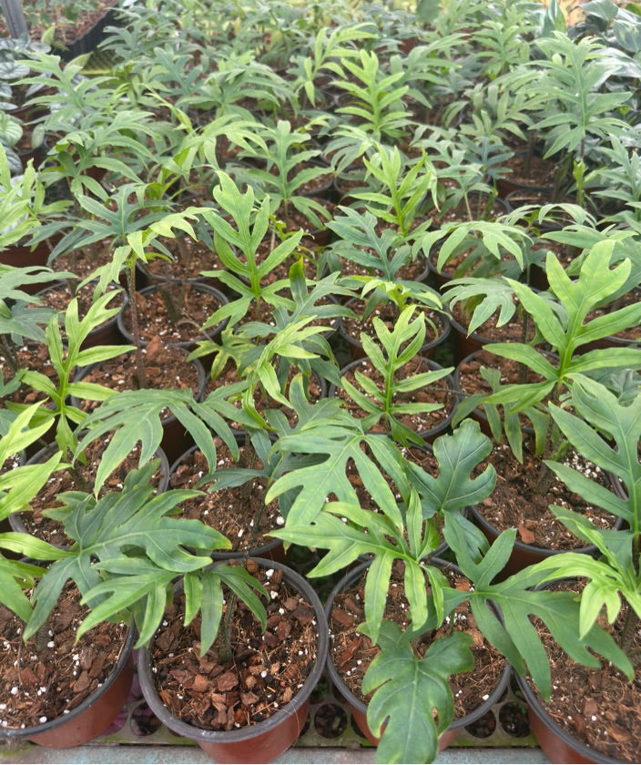 Alocasia Brancifolia