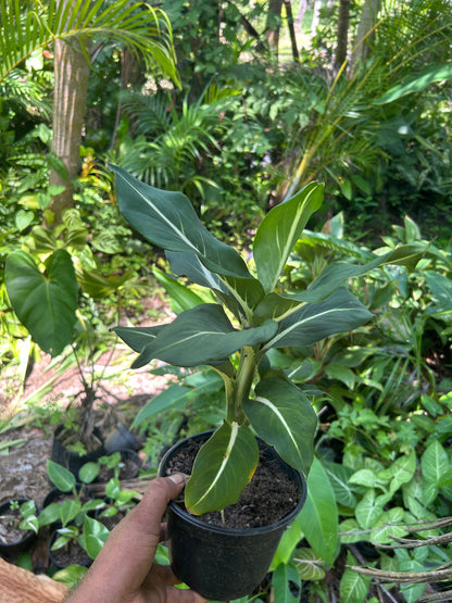 Dieffenbachia Green Magic