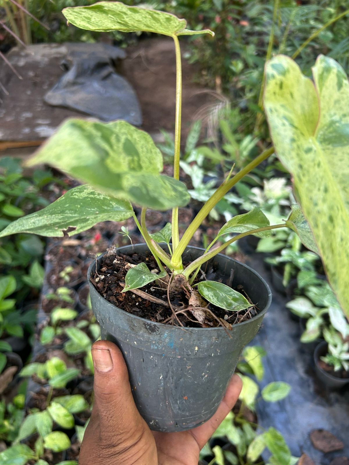 Philodendron Paraiso Verde