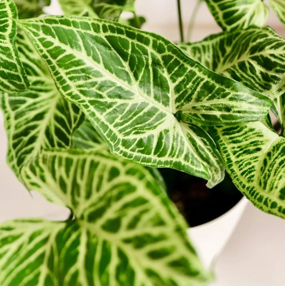 Syngonium Batik