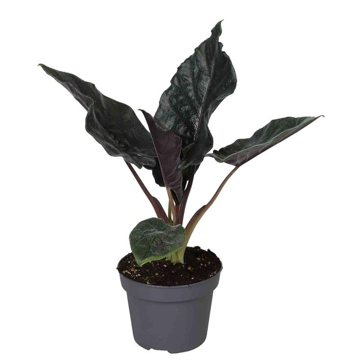 Alocasia Chienlil Atoro Velvet