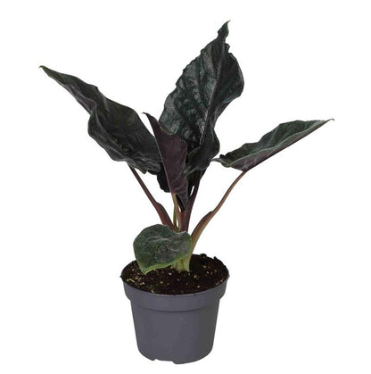 Alocasia Chienlil Atoro Velvet